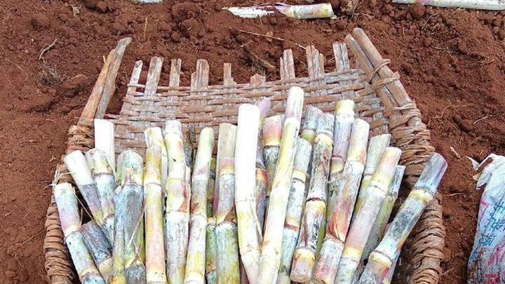 甘蔗田熏烟防霜冻，低温来临前点火，烟雾护苗减损失。