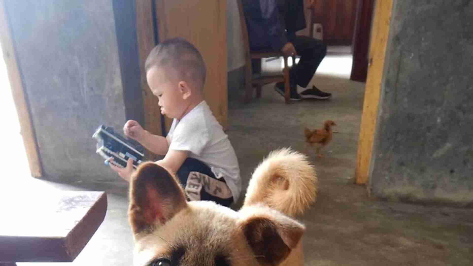 中华田园犬杂交选育，赣南丘陵放养试验，八个月生长追踪，捕猎本能测评