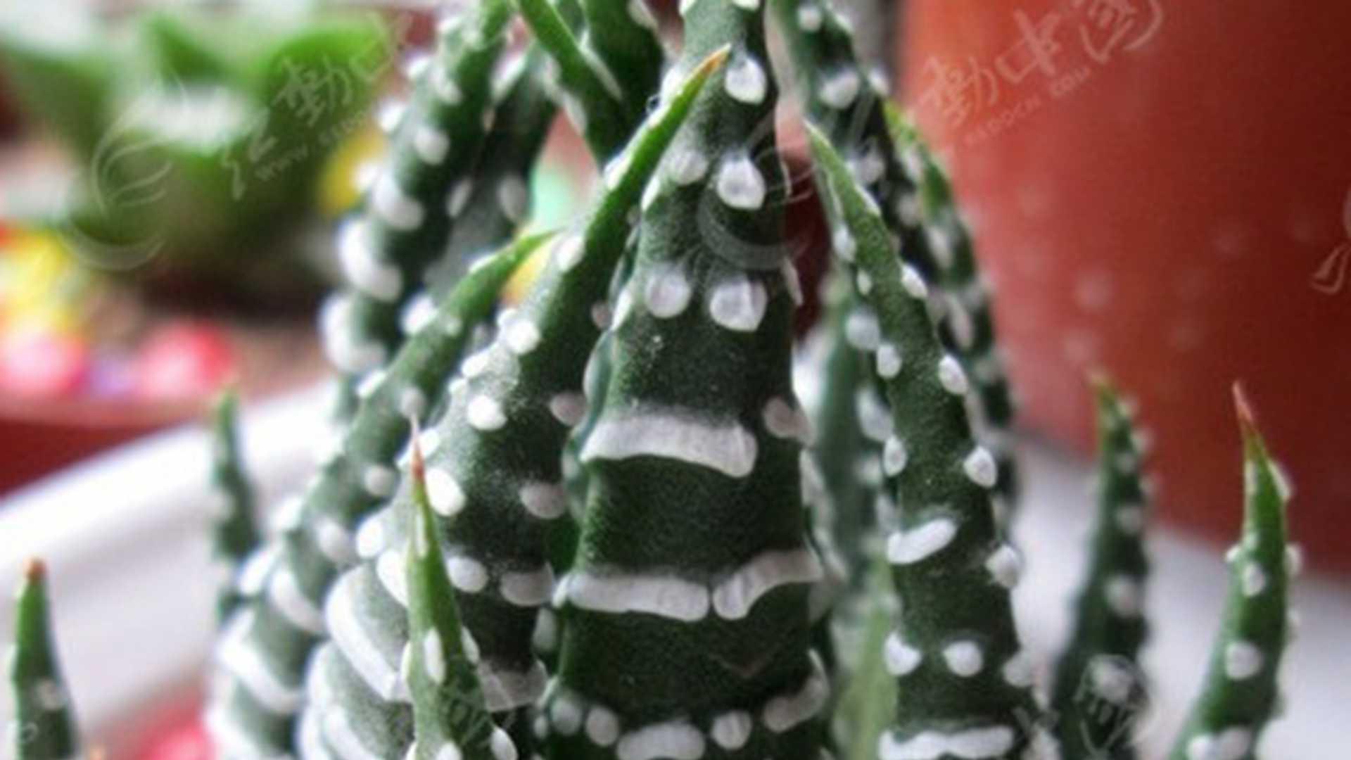 九轮塔组培苗，变异株筛选流程，育种公司技术规，表型观察持续三月