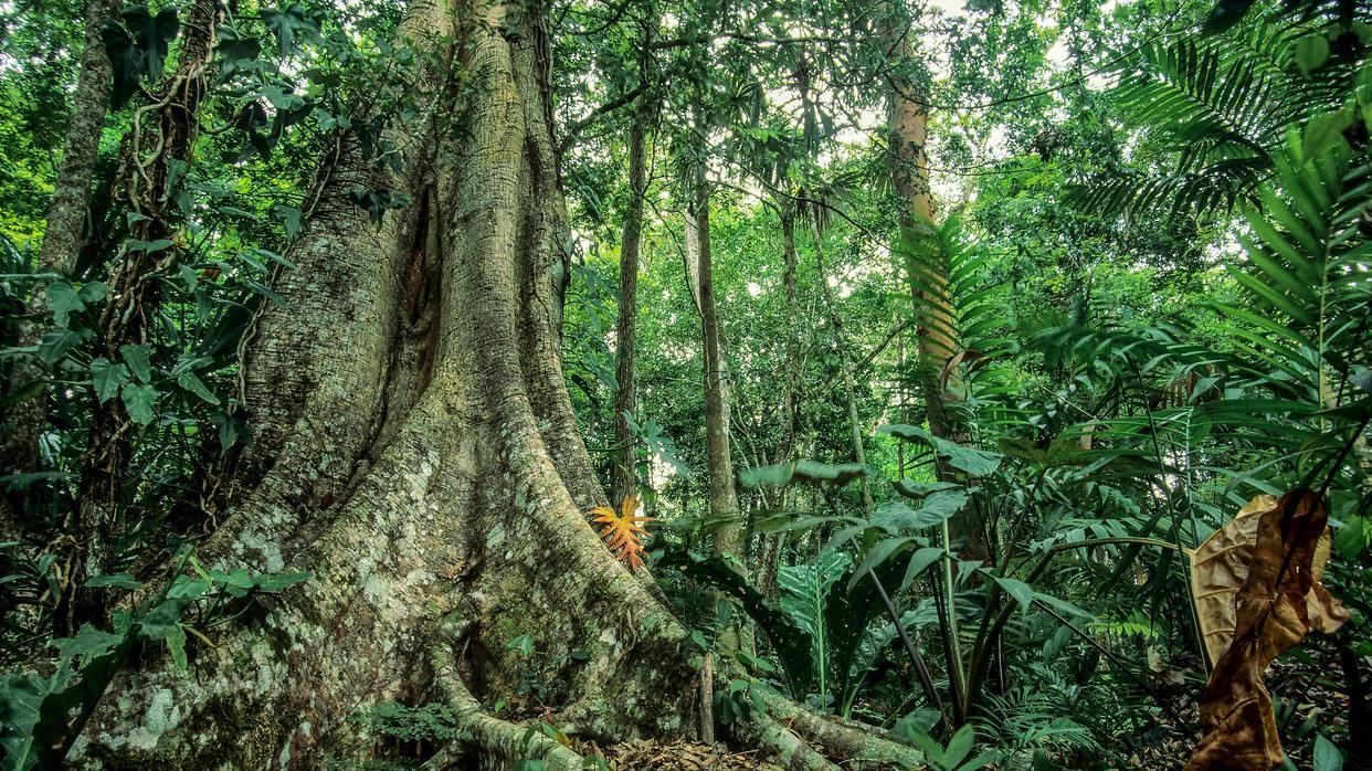 玛雅人的文明记录史