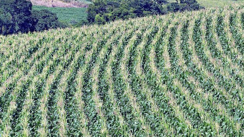 育玉315玉米有哪些需要注意的小毛病？