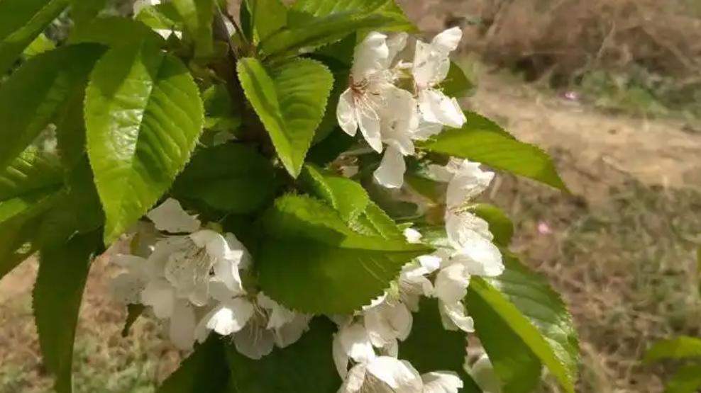 人间四月，浅念时光