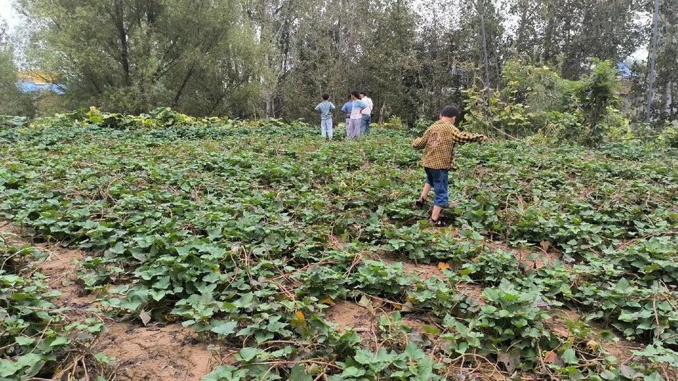 烘干红薯温度咋控制？过高过低都不好，保证品质不降低​