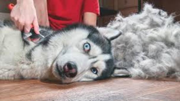 换季了，如何应对宠物疯狂掉毛？