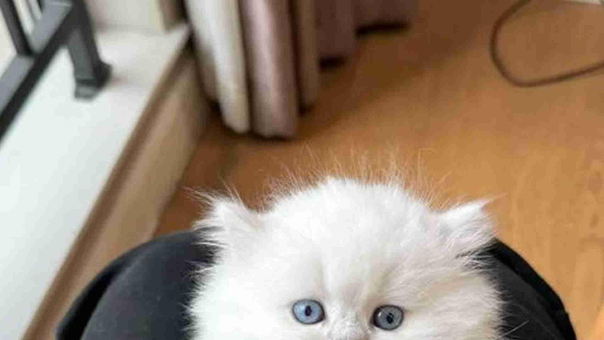 拿破仑猫血线维持，五代基因图谱，家养繁育规范，国际协会新标准