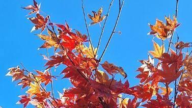 雨洗丹枫色更浓