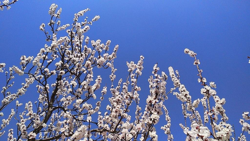 有杏书店为什么关门？