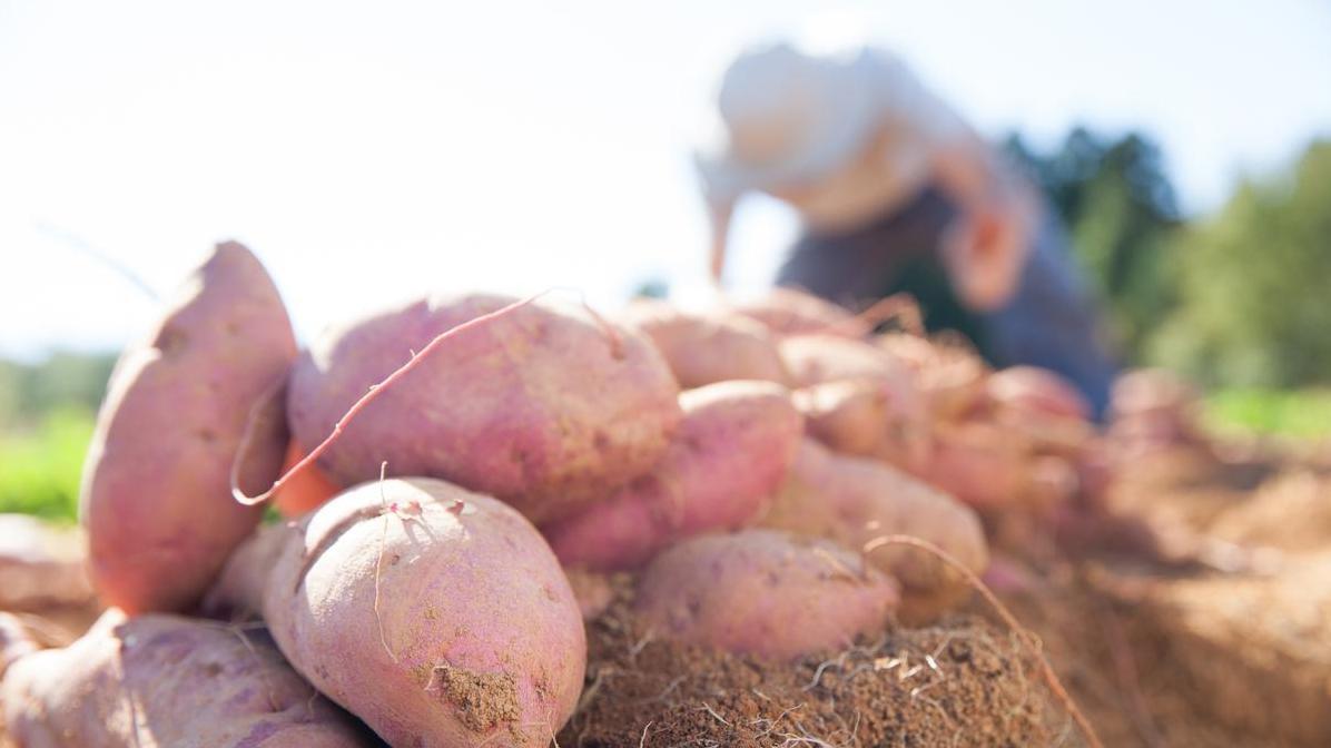 红薯高产秘诀：种植中要避开的五大“忌讳”