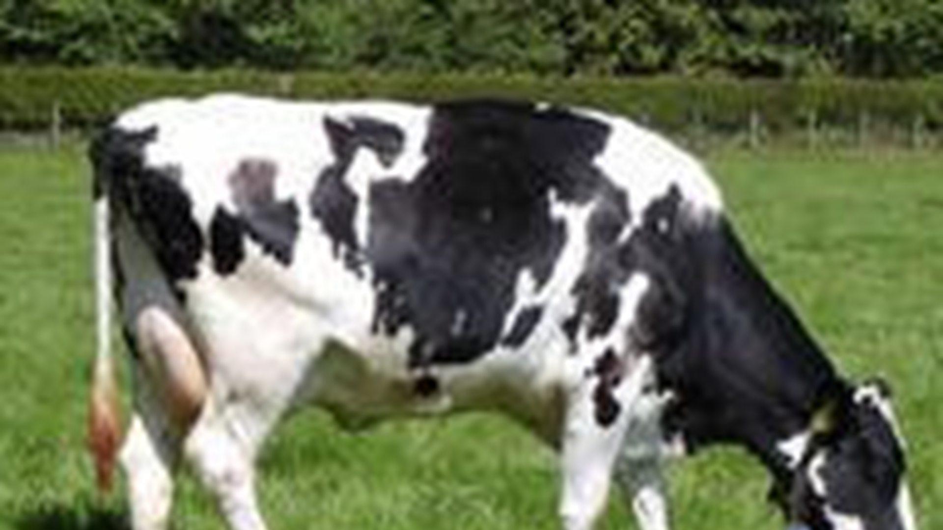 荷斯坦奶牛留种，高原牧场实践，青贮饲料配比，产奶量提升明显