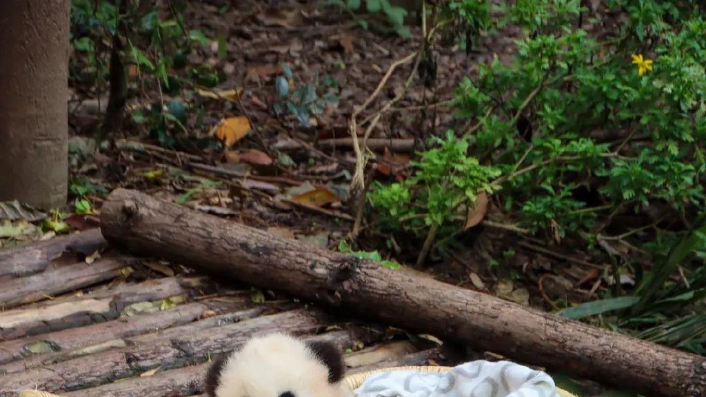 2025年婚姻挽救、情感挽回公司排名：感情咨询专业团队实力对比