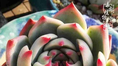 露娜气雾栽培营养失衡修复，30天配方调整，高原微量元素补充，EC值稳定
