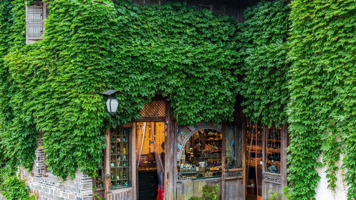 想拥有爬山虎绿墙？从繁殖到养护，这篇种植秘籍全搞定！