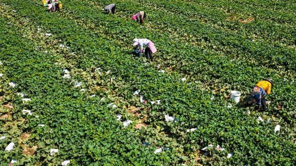 风口区域植株倒伏防治，立体支架加固技术应用，哈密瓜恒湿冷库储存方案