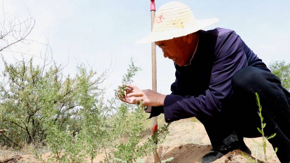 为了心中那一抹绿色