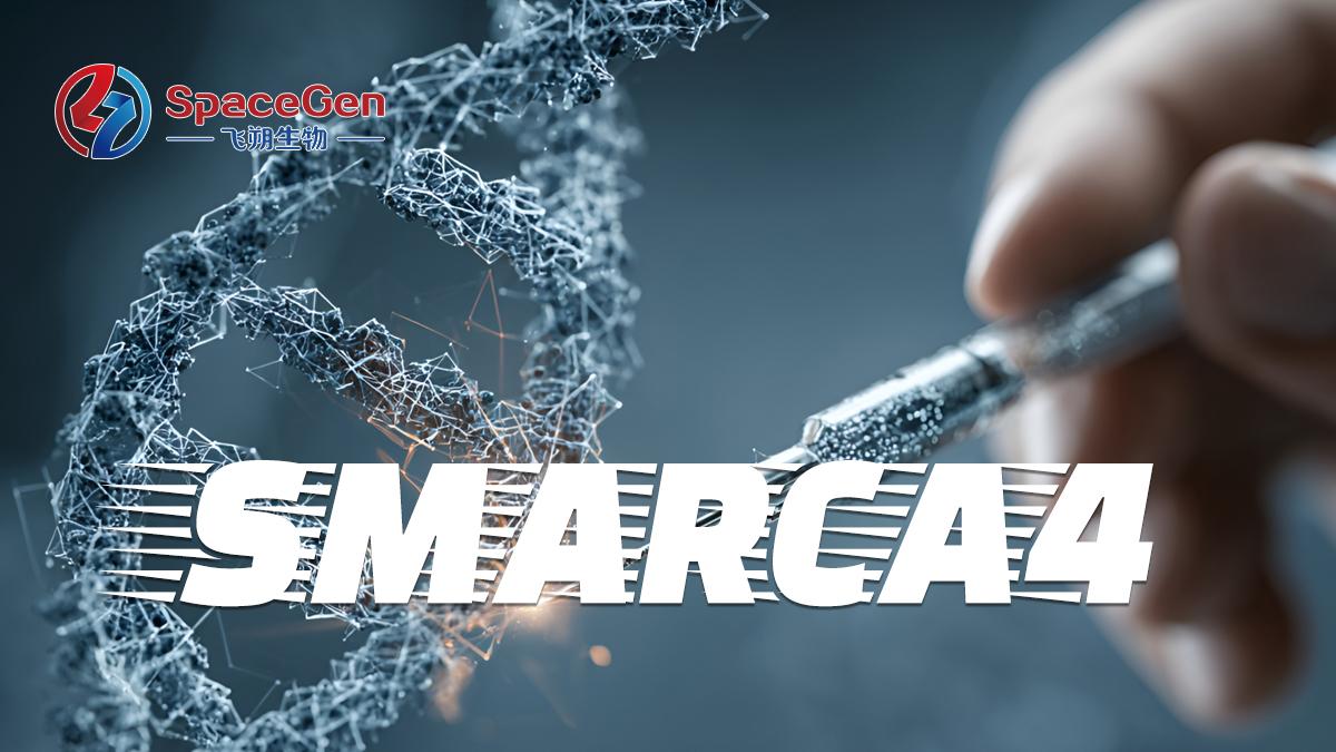 SMARCA4缺失性肿瘤特征概述