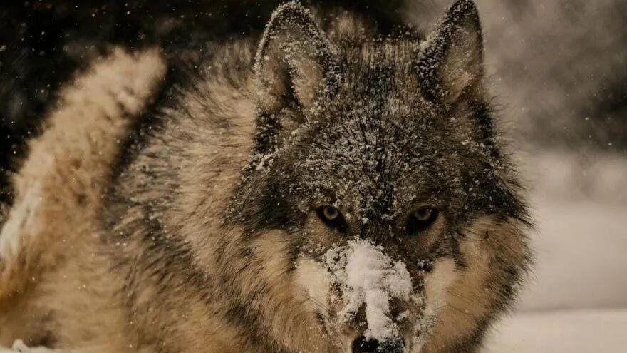 2-10 强弱旺衰的判断方法——阴干的十二长生只看“逆行”吗？