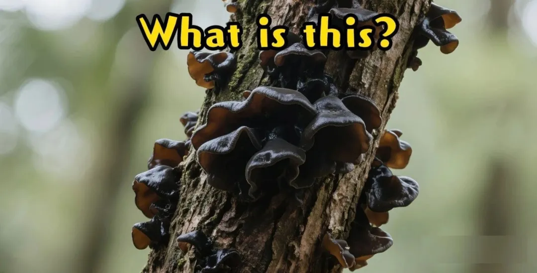 中式英语席卷西方，英语正在被改造成一门方言！