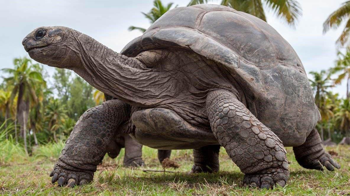 乌龟寿命长，其实比人类寿命长的动物还有很多，它们为什么长寿？