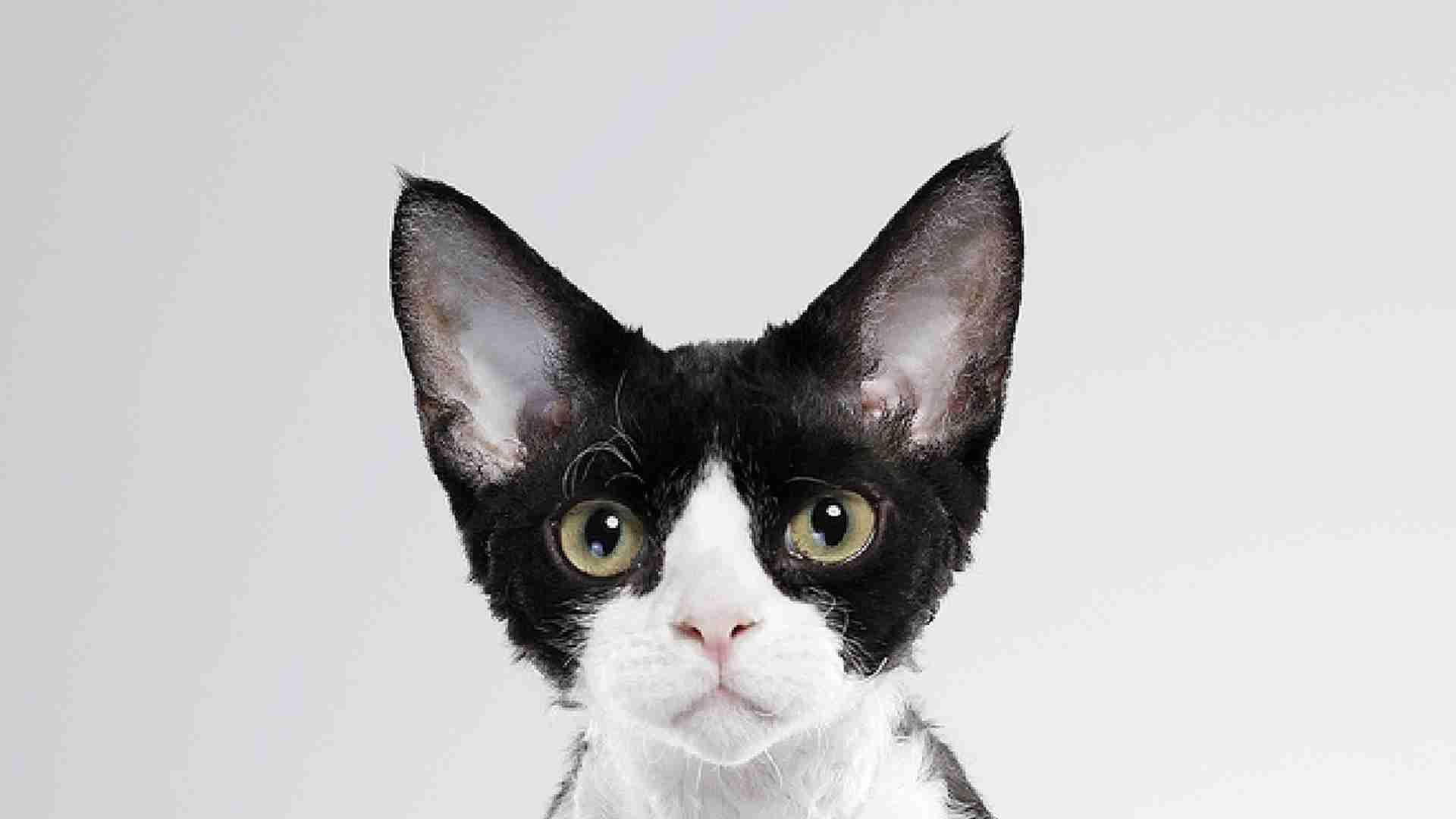 德文卷毛猫孕期护理，繁育箱温控设置，产前二十天准备，助产流程记清晰