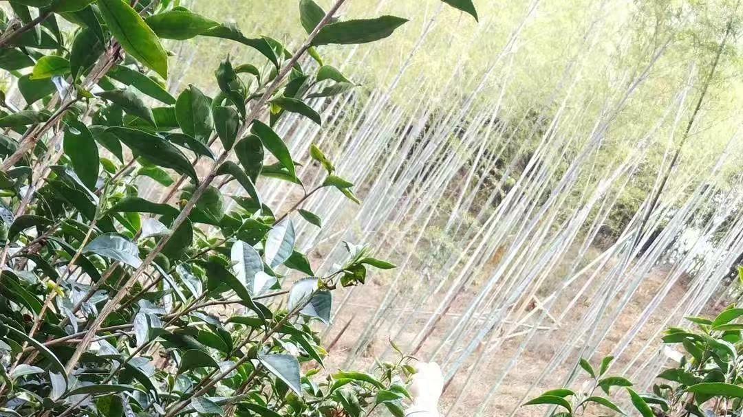 政和大白：时光淬炼的“慢”智慧