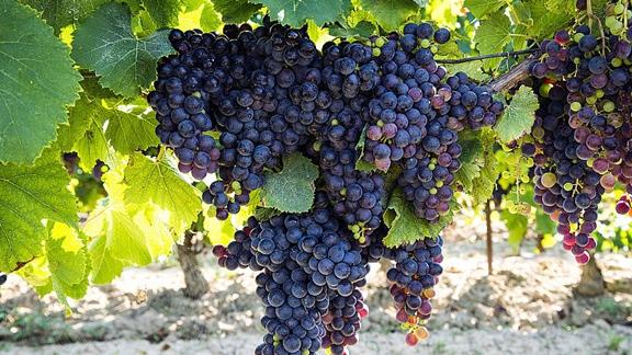 葡萄转色期着色不均的成因分析，反光膜铺设技巧与效果评估，成熟前20天干预对色泽提升的影响