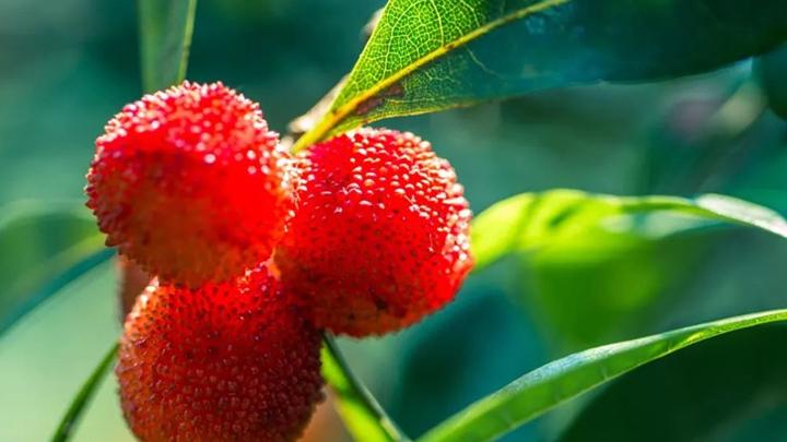 杨梅雨季防病关键周，王炸升级，杨梅高湿区炭疽病，生物农药交替施用