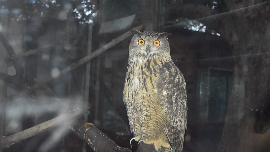 猫头鹰：夜视猎手的静音飞行黑科技