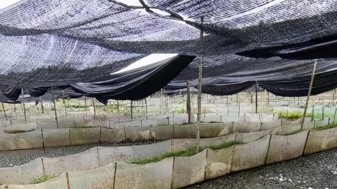 牛蛙种苗培育初期，环境布置要点，助力种苗健康起步！