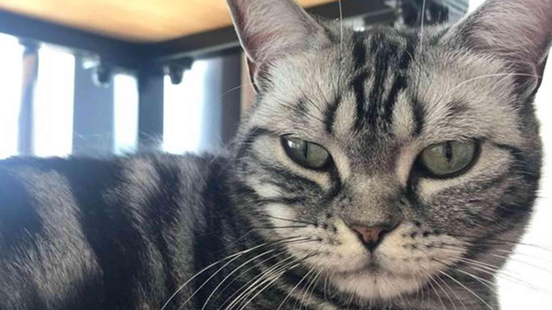 拿破仑猫繁育间隔，母体健康监测，家养风险控制，十年数据统计