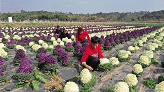 火山岩基质无土栽培技术应用，海南反季花椰菜高效种植，根际滴灌与航空运输成熟度调控