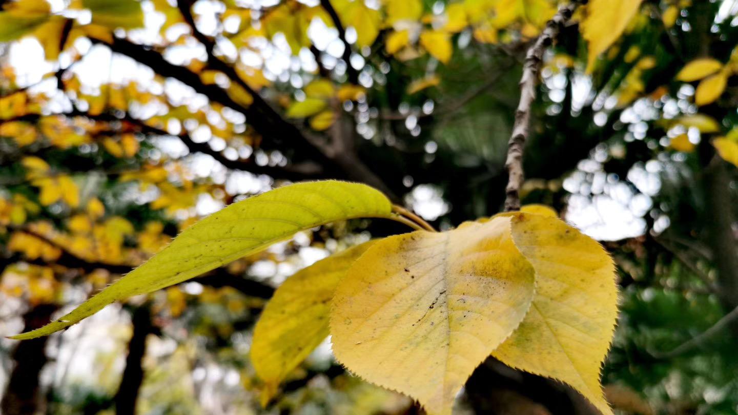 老生常谈: 国学文化中的七情和六欲