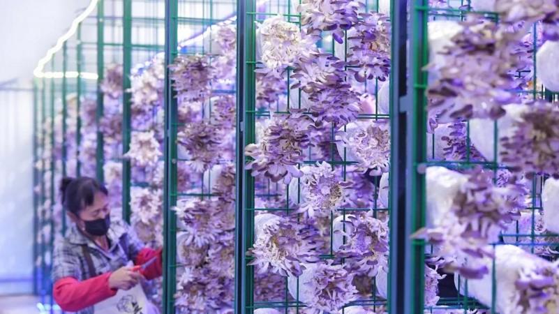 单舱月产鲜菇超9000斤，“菌旅小镇”种菌菇，藏着“大智慧”！