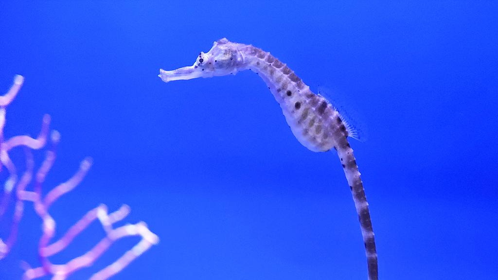 海马：雄性怀孕的奇特育儿方式