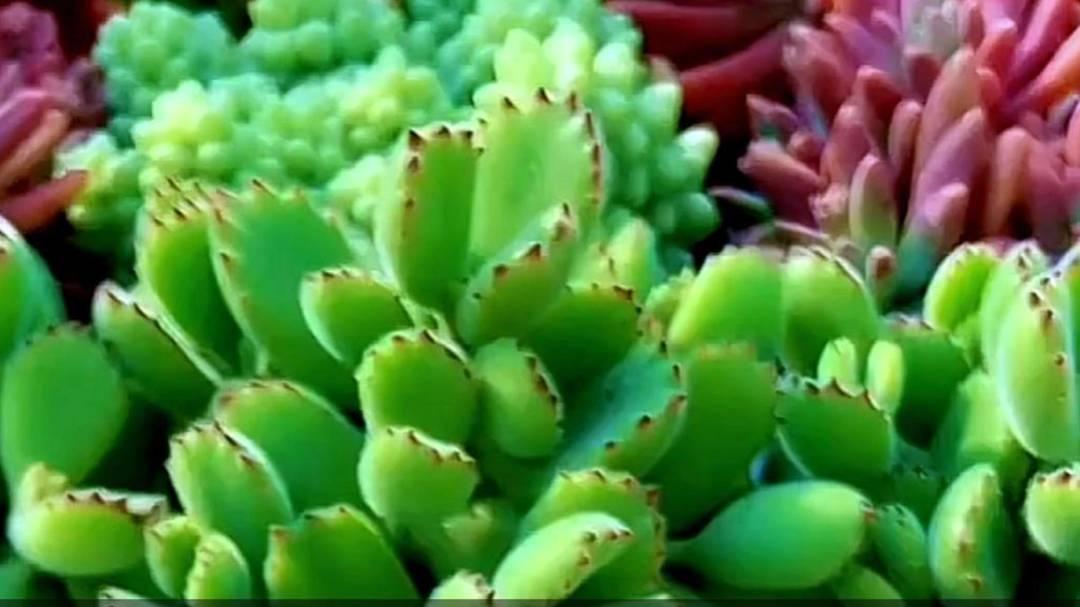 熊童子水培生根实验，玻璃器皿展示效果，网红店两指水位养护案例