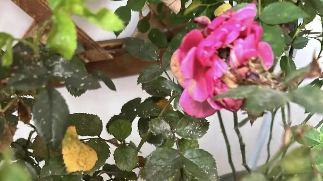 这5种花，没病也得赶紧扔！不瞎说，养久了真有害