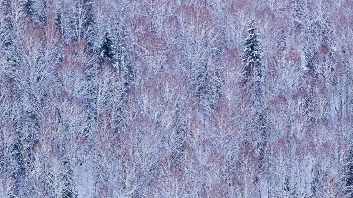 阿勒泰冬日攻略：滑雪 + 赏仙境