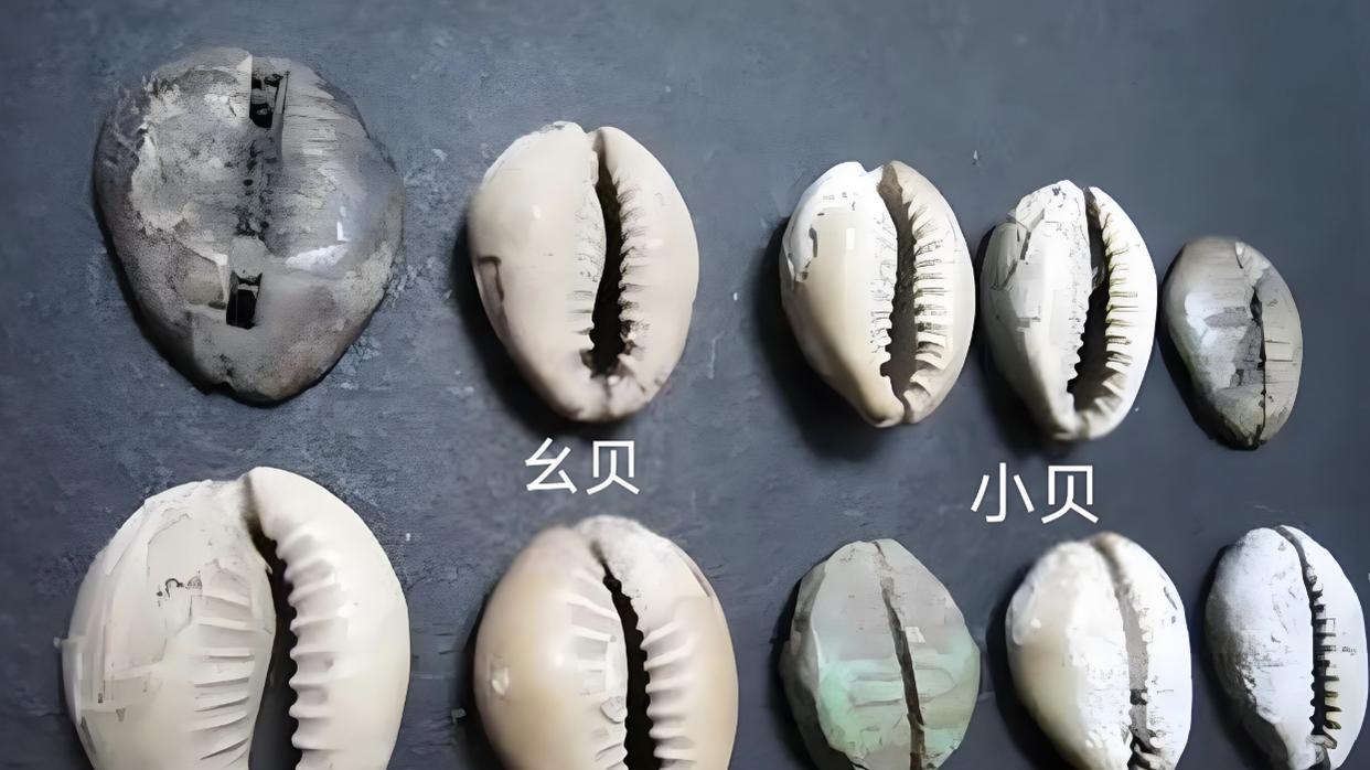 古代贝壳就是钱，为何不去海边捡到财务自由？古人：你捡个试试！