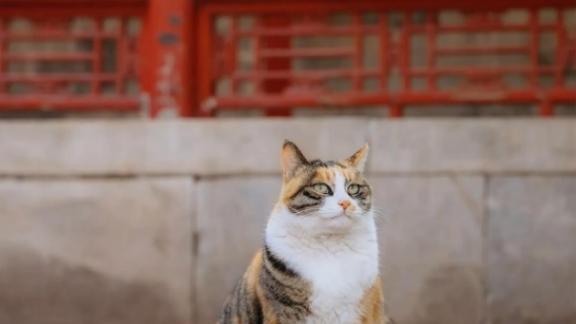 必藏！如何选猫粮超全指南：三大口碑最好的国产猫粮推荐