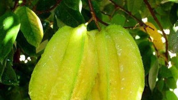 杨桃盆栽授粉难题，人工点授四步骤，盛花期3天，坐果率提升实验