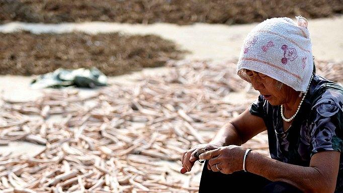 中药白芍的故事-白芍仙子寻药记