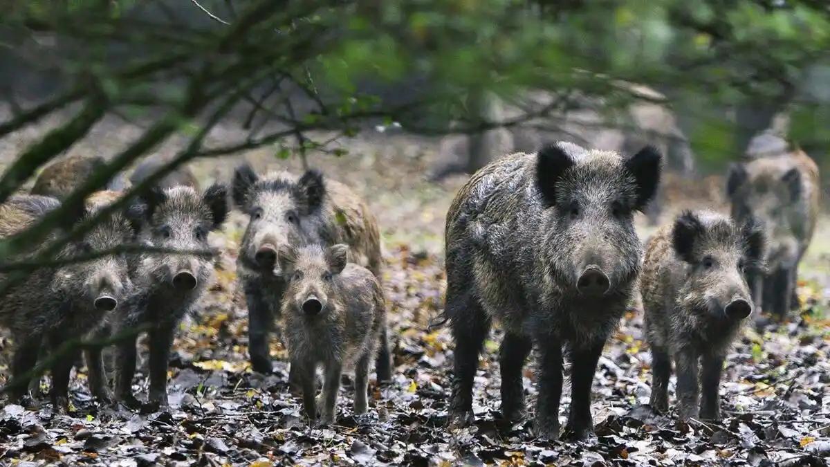 国外“泛滥成灾”的4个物种，“入侵”国内，变成“人工养殖”！