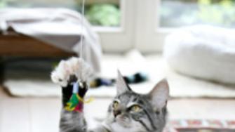 宠物减肥粮真的有效吗？科学减肥的关键在这里