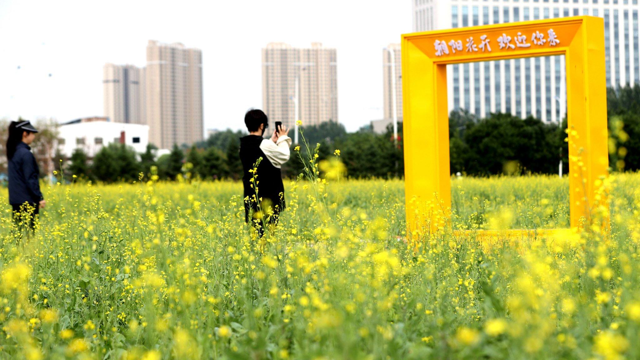 北方油菜花儿盛开