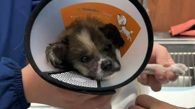 太可恶了！小奶狗被人砍伤，伤口感染溃脓，差点就一命呜呼