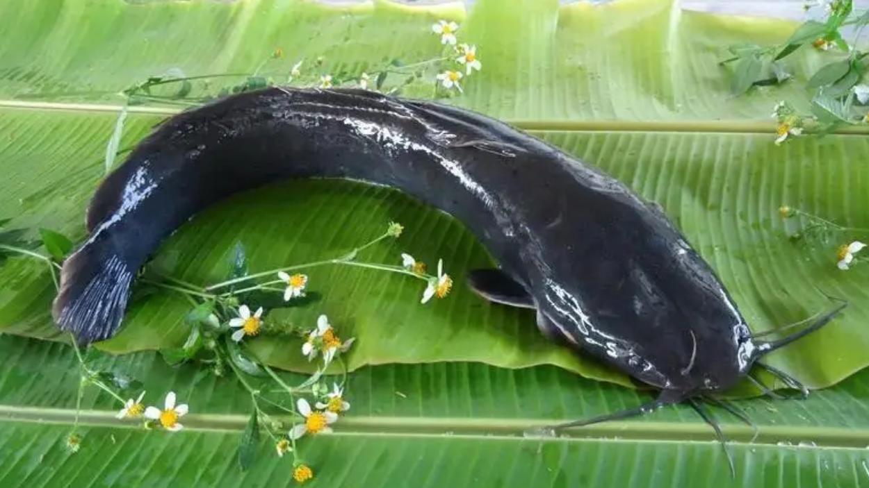 都江堰水库“生态入侵”乌龙背后：一场本可避免的放生风波