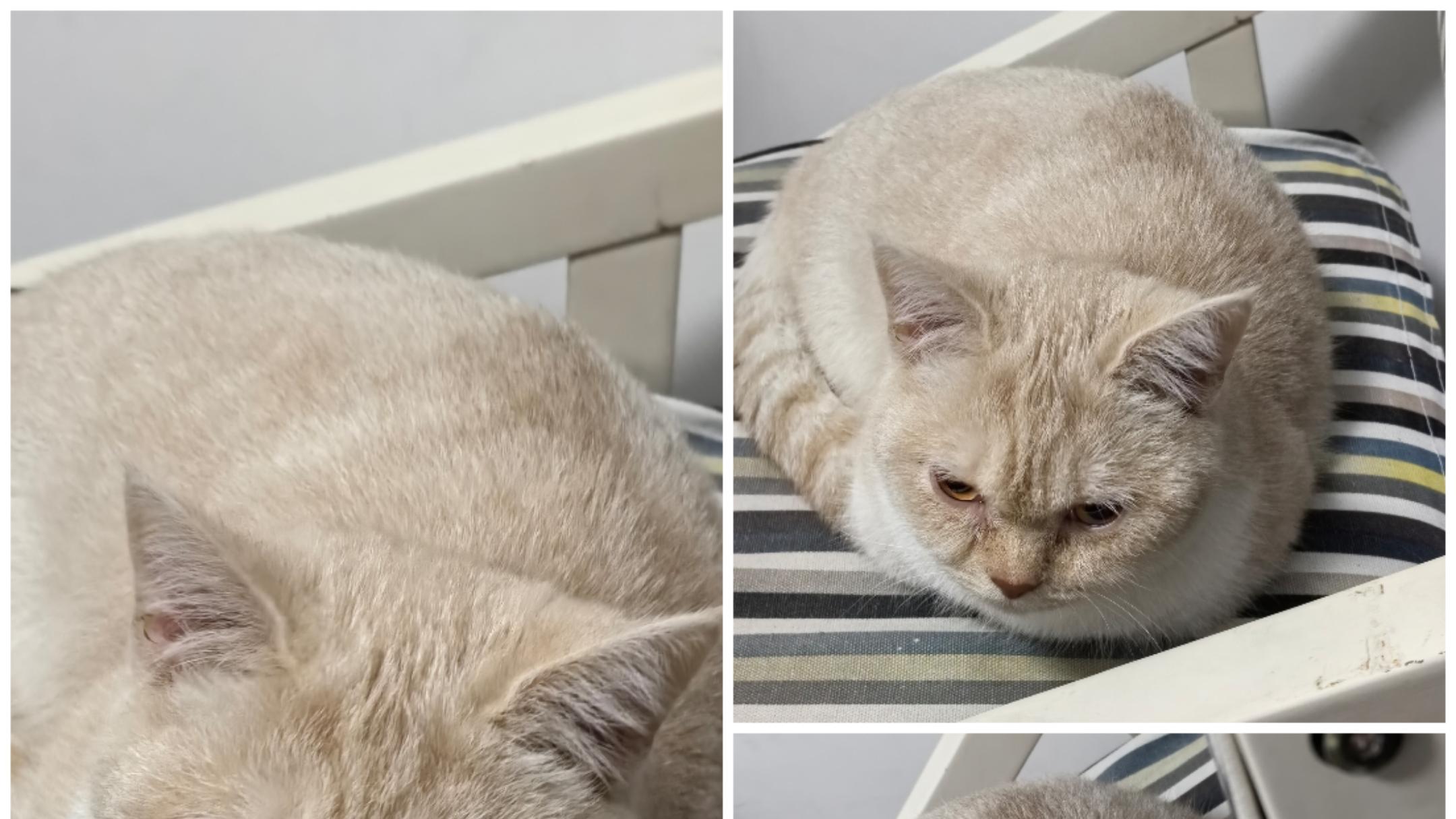 不是我在养猫，而是猫在养我