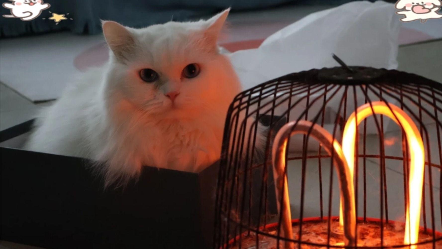 猫粮哪个牌子质量好性价比高？央视最新出炉猫粮十大排行榜推荐