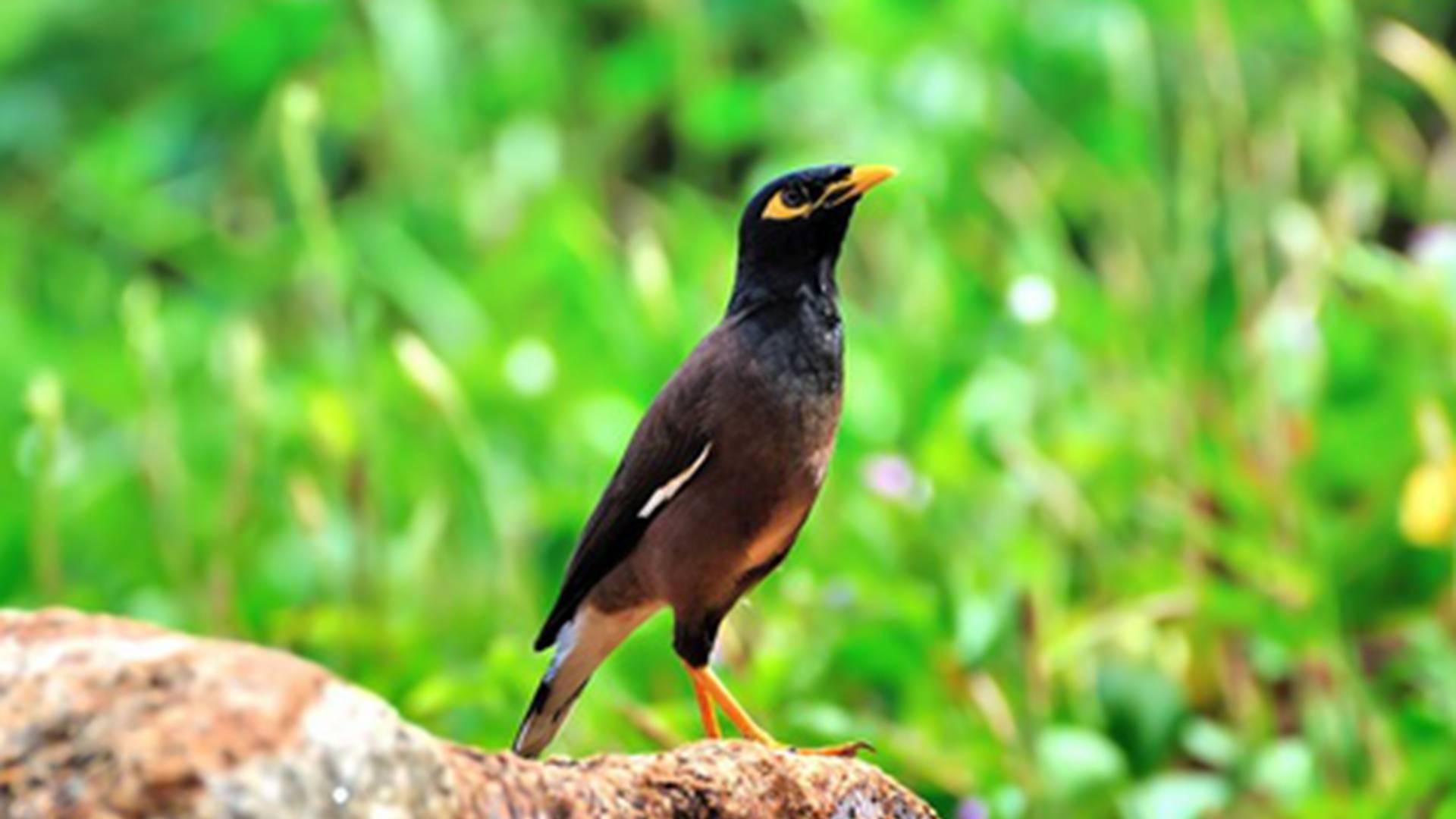 八哥学语训练法，声频刺激方案，家庭趣味养殖，注意循序渐进