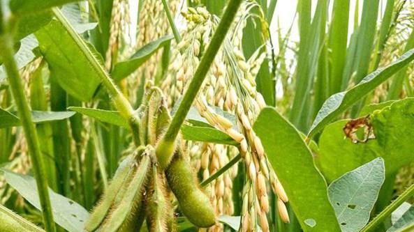 大豆种植技巧，水溶肥选择指南，提升产量与品质