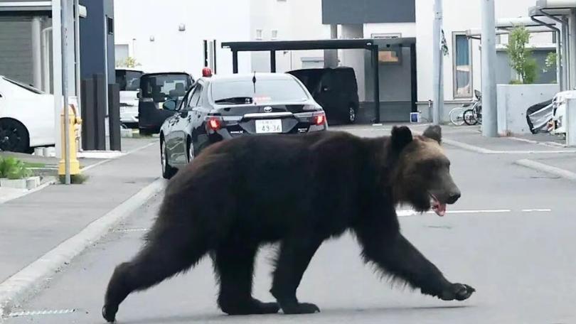 "熊出, 没注意": 日本熊灾背后的系统性 崩溃
